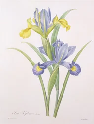 Iris xiphium, variant, gravert av Langlois, fra 